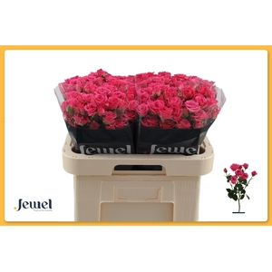 R TR LOVELY LYDIA Water