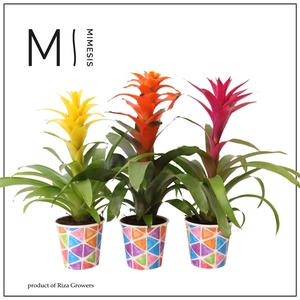 Mimesis Guzmania Cupcake - 12cm in Burano papercup