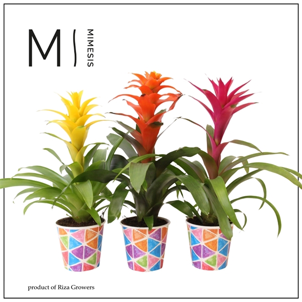 <h4>Mimesis Guzmania Cupcake - 12cm in Burano papercup</h4>