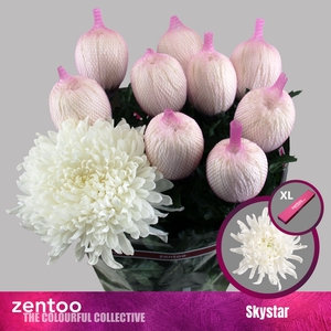 Chrysanthemum Indicum Grp geplozen Skystar