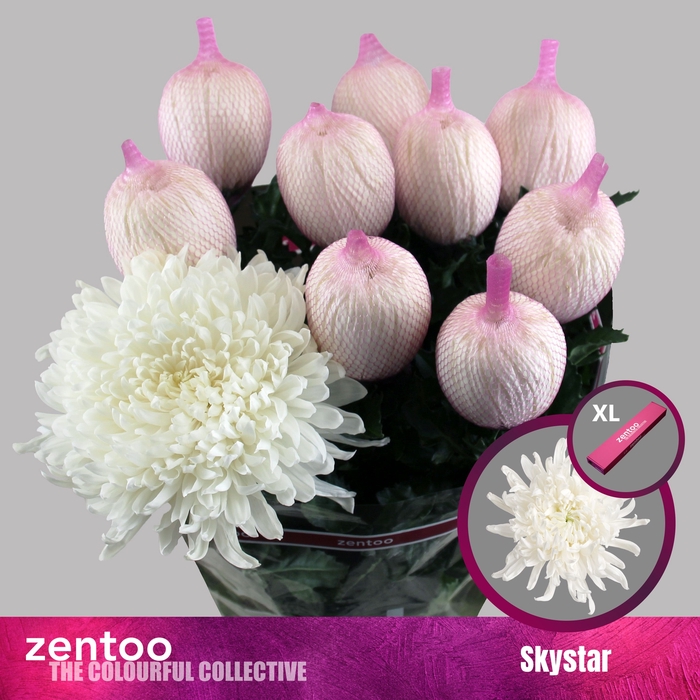 <h4>Chrysanthemum Indicum Grp geplozen Skystar</h4>