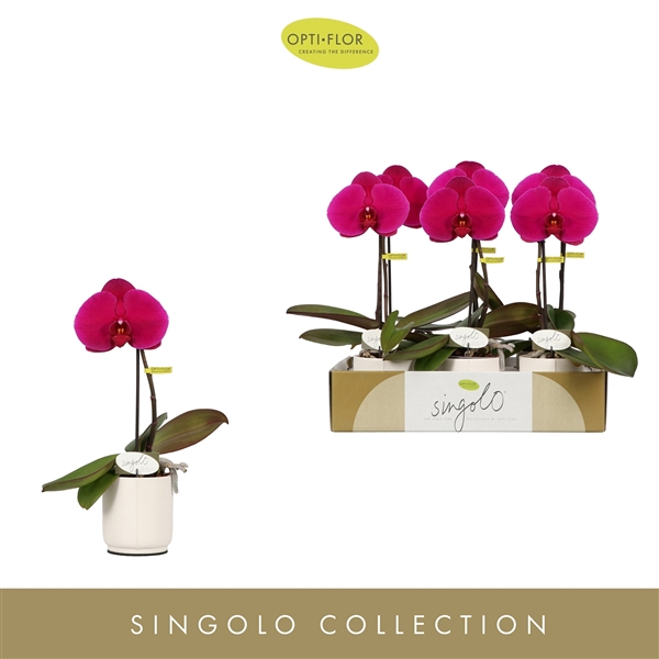 <h4>Singolo Shima in Lazio White</h4>
