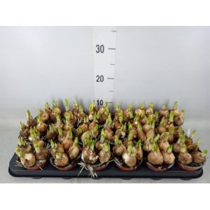 Narcissus  'Tete a tete'