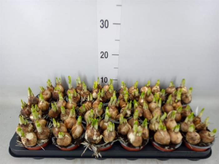 <h4>Narcissus  'Tete a tete'</h4>