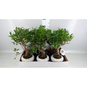 Bonsai   ...mix