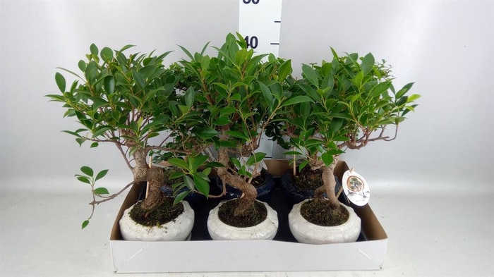 <h4>Bonsai   ...mix</h4>