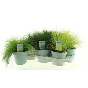 SIERG GEM 3 SRT FUST