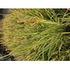 Chlorophytum gemengd