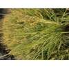 Chlorophytum gemengd