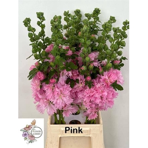 ALCEA ROSEA PINK