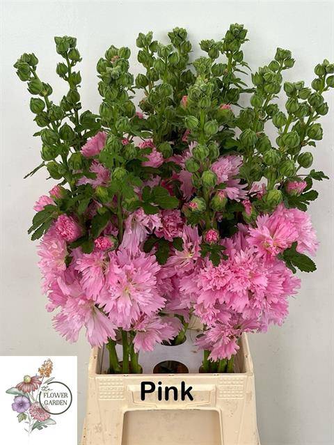 <h4>ALCEA ROSEA PINK</h4>