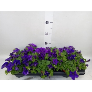Petunia  'Famous Blue'
