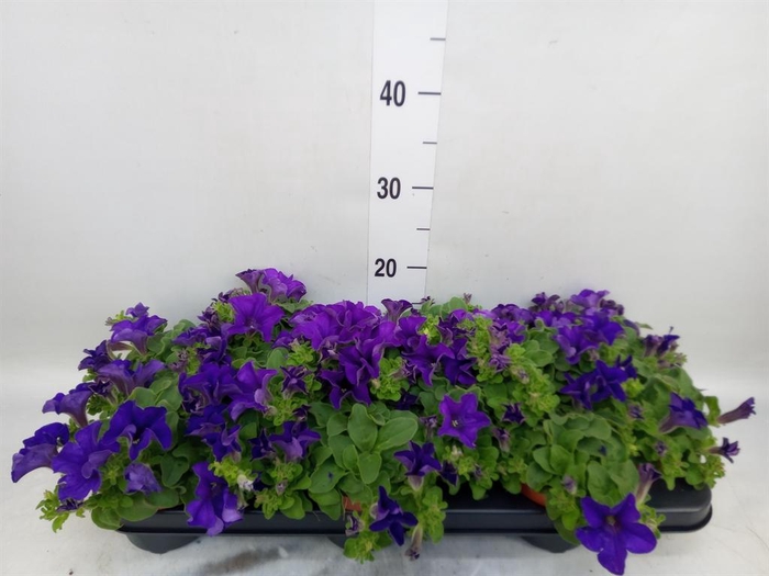 <h4>Petunia  'Famous Blue'</h4>
