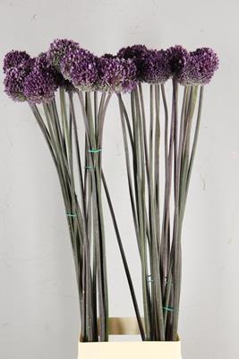 <h4>Allium Summer Drummer</h4>