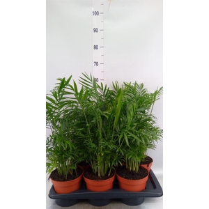 Chamaedorea elegans