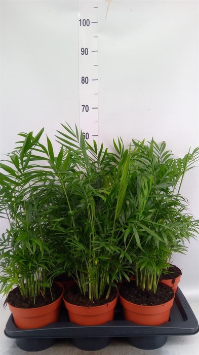 <h4>Chamaedorea elegans</h4>