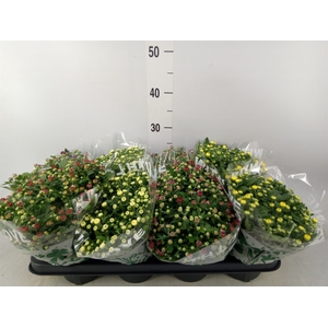 Chrysanthemum   ..mix 5