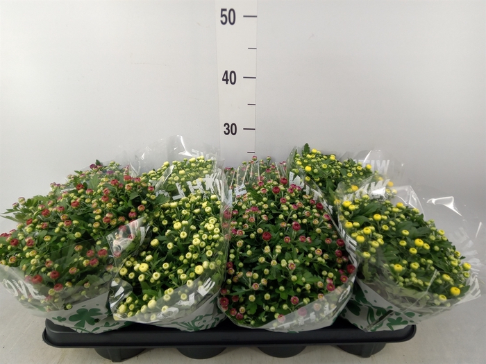 <h4>Chrysanthemum   ..mix 5</h4>