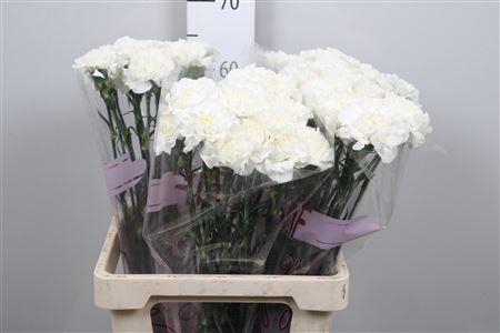 <h4>Di St Everest</h4>