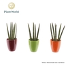 Sansevieria cylindrica 'Spaghetti' in keramiek Osaka