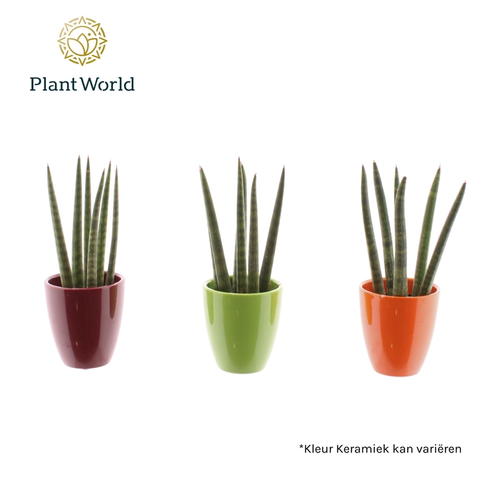 Sansevieria cylindrica 'Spaghetti' in keramiek Osaka