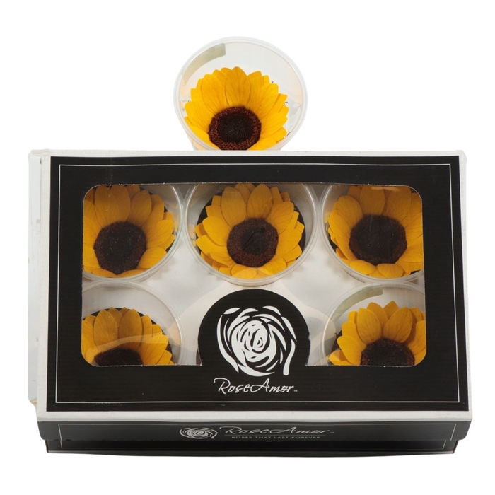 <h4>Sunflower Preserved Xl Yellow 02</h4>