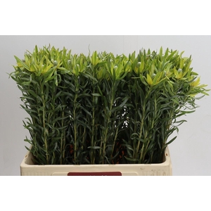 LEUCADENDRON  'PIZZA'