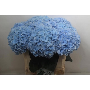 HYDR M CH CHALLEN BL