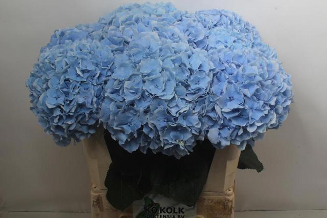 <h4>HYDR M CH CHALLEN BL</h4>