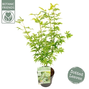 Acer palmatum Ukigumo