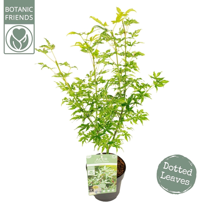 <h4>Acer palmatum Ukigumo</h4>