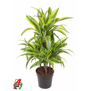 Dra Fr Lemon Lime Carrousel