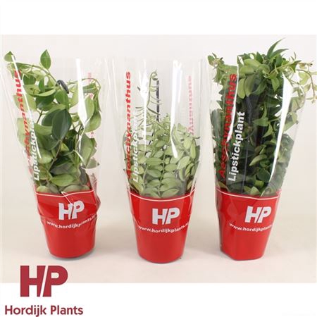 <h4>Aeschynanthus Gemengd Hang</h4>