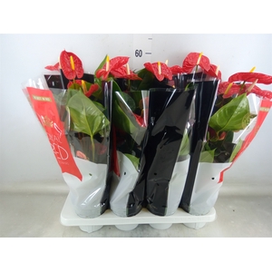 Anthurium andr. 'Madural'