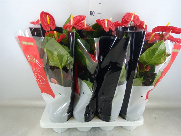 <h4>Anthurium andr. 'Madural'</h4>