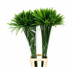 Cyperus Papyrus
