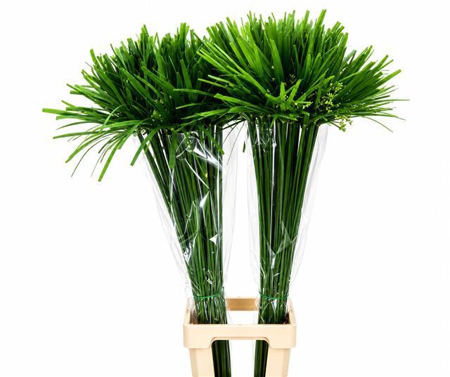 <h4>Cyperus Papyrus</h4>