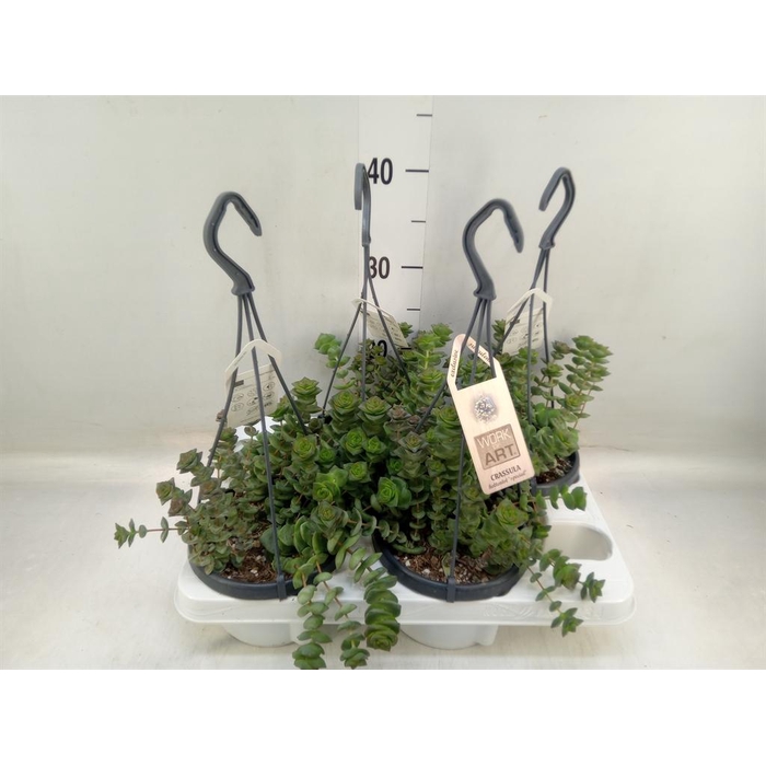 <h4>Crassula   ...</h4>