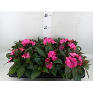 Impatiens NG 'ColPow Purple Flame'