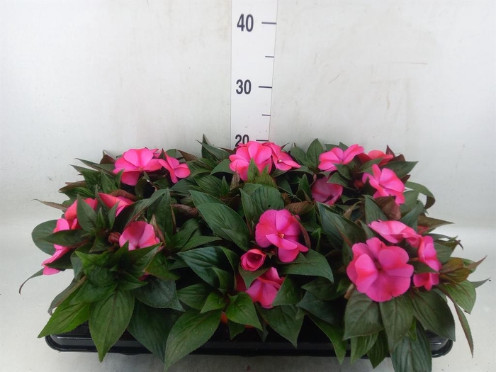 <h4>Impatiens NG 'ColPow Purple Flame'</h4>