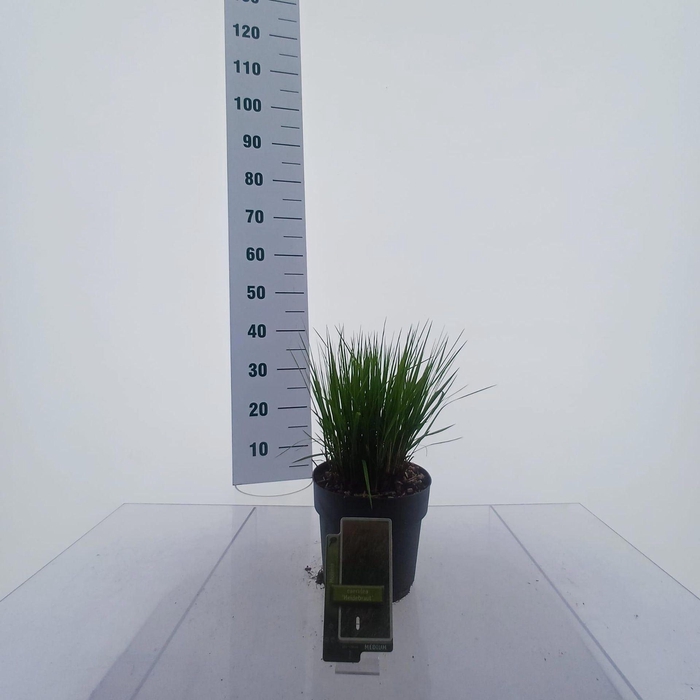 <h4>Molinia caerulea Heidebraut</h4>