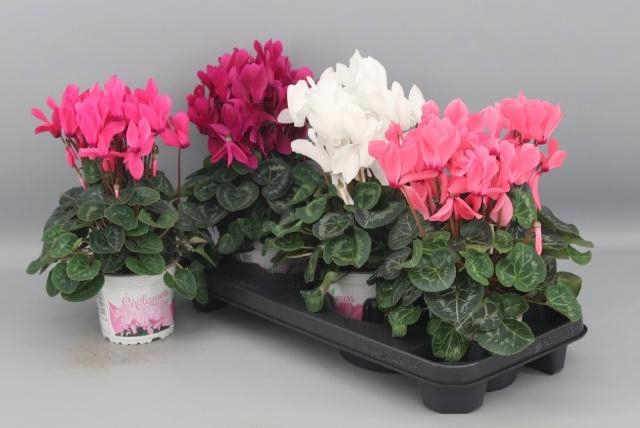 <h4>CYCL GR SUP XL</h4>