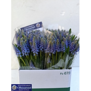 MUSCARI ARMENIACUM