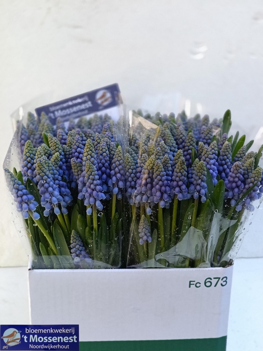 <h4>MUSCARI ARMENIACUM</h4>