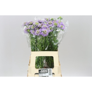 Scabiosa Atr F Lavandel Scoop