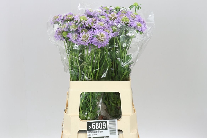 <h4>Scabiosa Atr F Lavandel Scoop</h4>