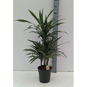 Dracaena fr de 'Warneckei'