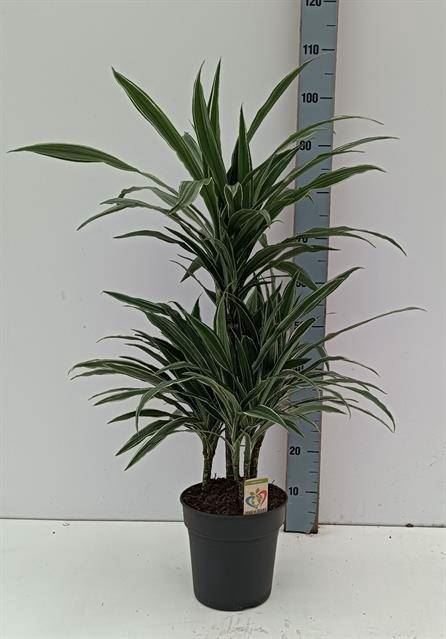 <h4>Dracaena fr de 'Warneckei'</h4>