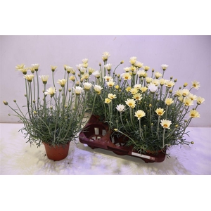 Rhodan H Zagora Yell