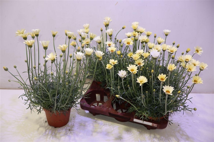 <h4>Rhodan H Zagora Yell</h4>